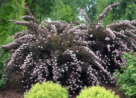 image003-57-640x386 (1)
